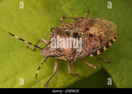 Detailed Closeup on an adult mottled shieldbug, Rhaphigaster nebulosa sitting on a green leaf Stock Photo