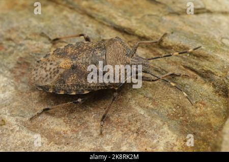 Closeup on an adult mottled shieldbug, Rhaphigaster nebulosa sitting on wood in the garden Stock Photo