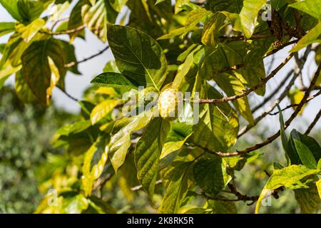 The Noni Morinda citrifolia, a fruit-bearing tree in the coffee family, Rubiaceae Stock Photo