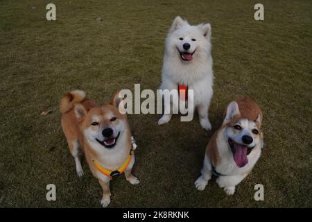 A happy triplet of different dogs wagging their tales with open mouths and happy expressions in a park Stock Photo