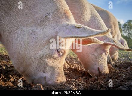 Pink Pigs rooting in the soil for food with their snouts Stock Photo