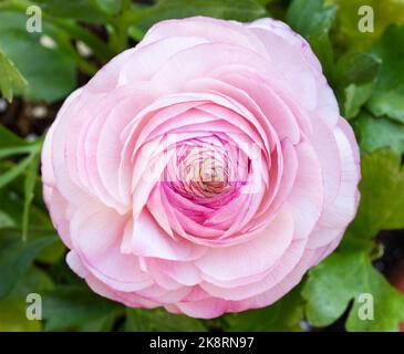 Pink rose in the garden Stock Photo