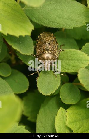 Vertical closeup on an adult mottled shieldbug, Rhaphigaster nebulosa midst green foliage in the garden Stock Photo