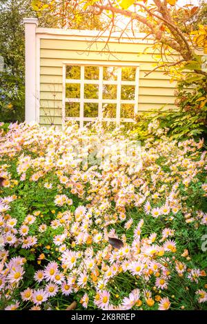 Blooming pink daisies in Lexington Arboretum in fall Stock Photo