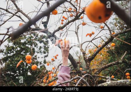 Female hand reaching up to pick a persimmon fruit from an autumn khaki tree in backyard. Stock Photo