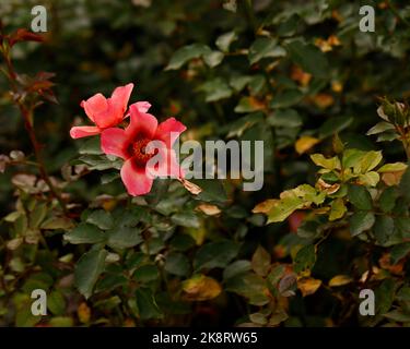 Close up of a rich pink flower with a red base of the deciduous perennial floribunda Rosa For Your Eyes Only. Stock Photo
