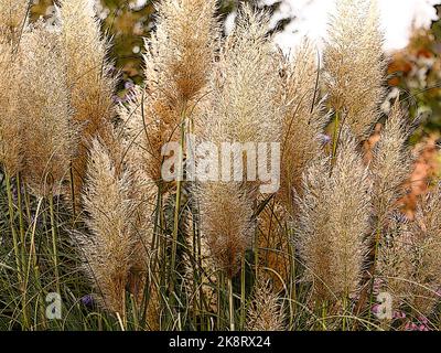Illustration of the delicate creamy white plumes of the ornamental grass Cortaderia selloana Pumila. Stock Photo