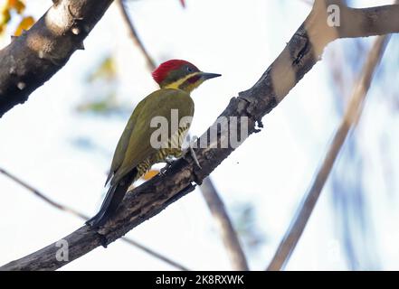Golden-green Woodpecker (Piculus Chrysochloros) adult male perched on dead branch  Cuiaba, Brazil.             July Stock Photo