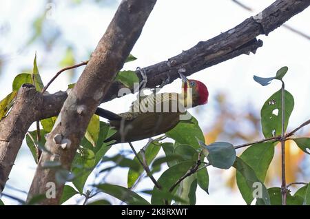 Golden-green Woodpecker (Piculus Chrysochloros) adult male clinging under dead branch  Cuiaba, Brazil.             July Stock Photo