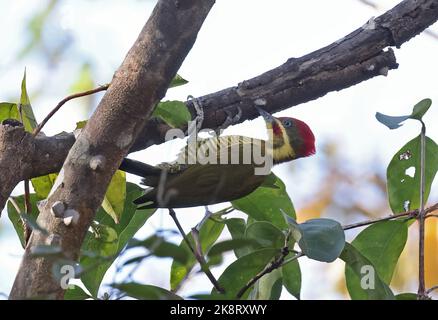 Golden-green Woodpecker (Piculus Chrysochloros) adult male feeding under dead branch  Cuiaba, Brazil.             July Stock Photo