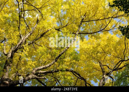 golden yellow autumn tree background looking up view Stock Photo
