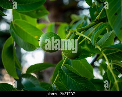Unripe walnuts on a tree. Close-up of green walnut fruits next to lush green leaves. A twig with two growing nuts is in a garden. The shell is dotted. Stock Photo