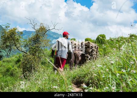 muleteer leading his mule with a big load of sugar cane, through the beautiful mountains of the paisa region of colombia. brown man working in the fie Stock Photo