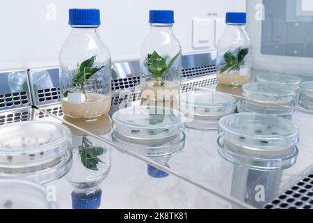 Close-up of the test tube. Glass products of medical care. High quality photo Stock Photo
