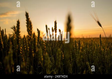 Green ears of wheat at sunset. Unripe crop. Agriculture. Cultivation of wheat. Stock Photo