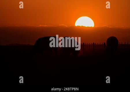 Cows raised with natural pastures, meat production in the Argentine countryside, La Pampa Province, Argentina. Stock Photo