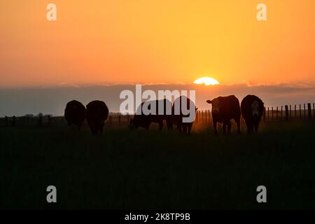 Cows raised with natural pastures, meat production in the Argentine countryside, La Pampa Province, Argentina. Stock Photo