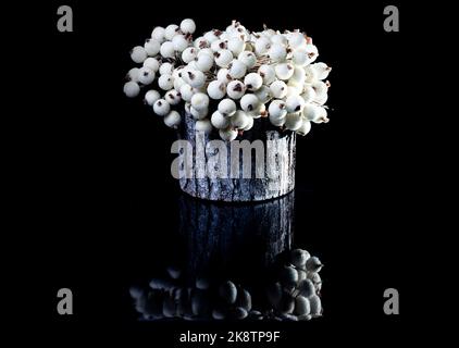 A close up shot of wooden vase with with white berries in ice . The porcelain vase has fluted surface. The vase with a bunch is isolated against the b Stock Photo