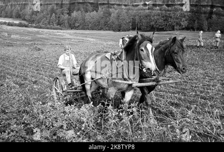 WW2 Oslo 19440924 Potato parcels at Bogstad. A man with a horse works in the field. Food Photo: NTB *** Photo not image processed ***** Stock Photo