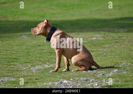 Pit bull dog obeys the master's orders sits still Stock Photo