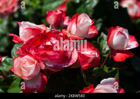 Rose Nostalgie Red white roses in the park garden Stock Photo