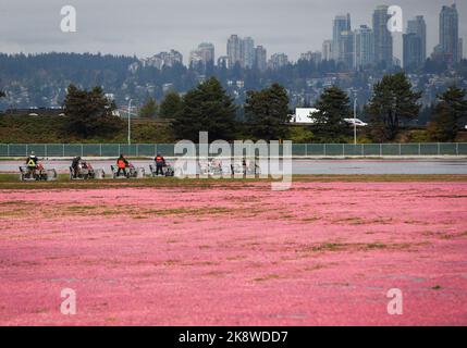 Richmond, Canada. 24th Oct, 2022. Workers harvest cranberries with specialized machines at a cranberry field in Richmond, British Columbia, Canada, on Oct. 24, 2022. Credit: Liang Sen/Xinhua/Alamy Live News Stock Photo