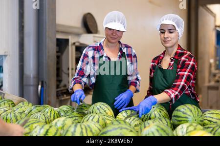 Female sorters working on watermelons sorting line in fruit processing factory Stock Photo