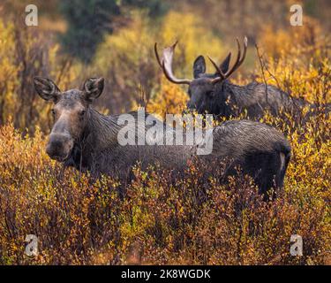 Female Shiras moose (alces alces) standing in willows with bull in background during fall moose rut Colorado, USA Stock Photo