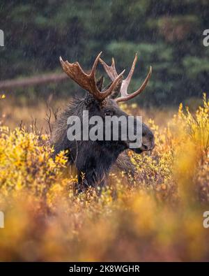 Male Shiras moose (alces alces) standing above willows looking right during fall moose rut Colorado, USA Stock Photo