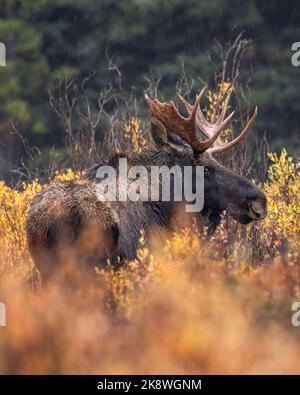 Male Shiras moose (alces alces) standing above willows looking right during fall moose rut Colorado, USA Stock Photo