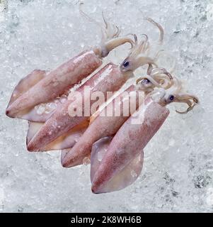 squids on the ice in fresh market Stock Photo