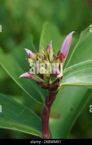 Cheilocostus speciosus (Also called crepe ginger, Costaceae, Hellenia speciosa, Pacing tawar) in nature. The rhizome has been used to treat fever Stock Photo