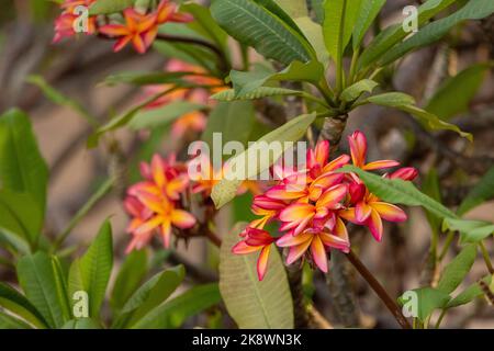 Frangipani (Plumeria) pink and yellow flower seen in Hawaii. Stock Photo