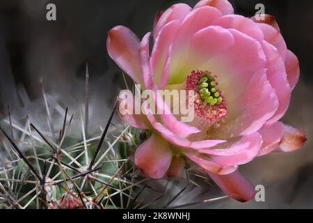 Pink Claret Cup Cactus Flower Stock Photo