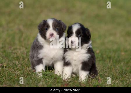Border Collie, 4 week old border collie puppies Stock Photo
