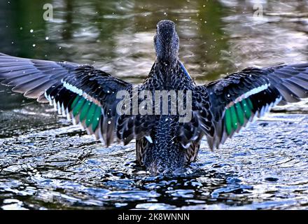 A rear view of a Green- winged Teal duck "Anas crecca", flapping her wings Stock Photo