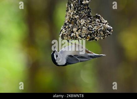 A White-Breasted Nuthatch bird 'Sitta carolinensis', feeding on a hanging feeder in rural Alberta Canada. Stock Photo