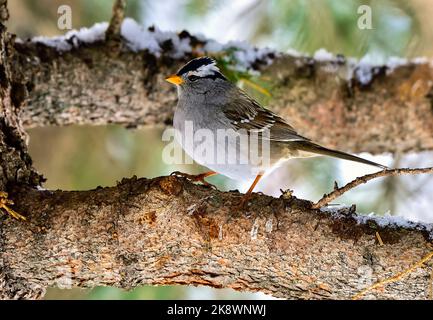 A White-crowned Sparrow "Zonotrichia leucophrys", looking from his perch on a spruce tree branch in rural Alberta Canada Stock Photo