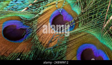 Beautiful and colorful peacock bird feather lines seamless abstract pattern texture design natural background, wallpaper, image, concept, backdrop. Stock Photo