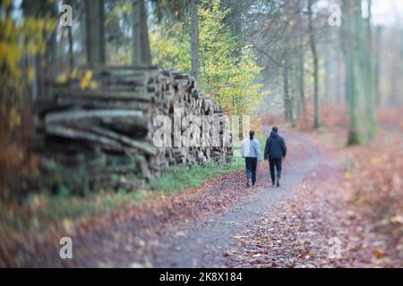 Couple in the Rudeskov forest in Denmark - north from Copenhagen in fall 2020 shot with tilt and shift lense Stock Photo