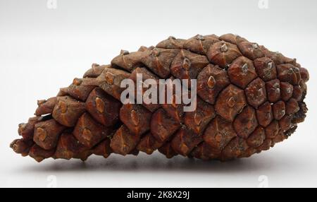 Pine Cone isolated on white background. Macro photography. Stock Photo