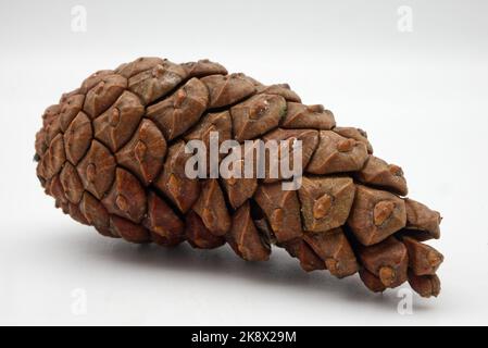 Pine Cone isolated on white background. Macro photography. Stock Photo