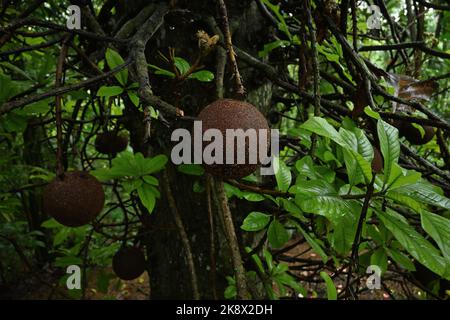 Close up of large cannonball tree (Couroupita Guianensis) fruits with fresh green leaves and branches on the trunk Stock Photo