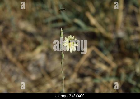 yellow flower and insects flying Stock Photo