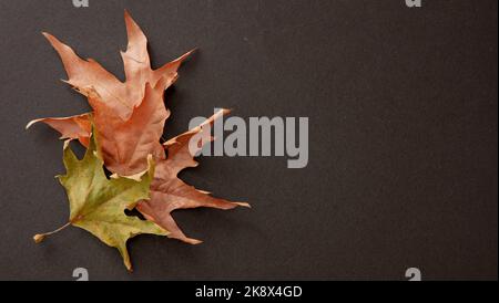 Autumn maple leaves on empty black surface background. Dry fallen foliage, thanksgiving day concept. Copy space, seasonal use. Above view Stock Photo