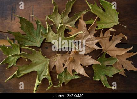Autumn maple leaves on old wooden table background. Dry green and brown fallen foliage on wood board, decorative, seasonal use. Above view Stock Photo