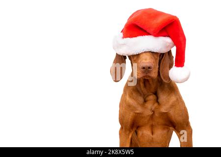 Dog Christmas Background. Vizsla wearing red Santa hat studio portrait on white background. Front view headshot. Merry Christmas. Stock Photo