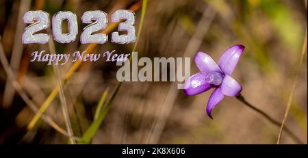 Happy New Year 2023, pink flower, emeral orchid, Cape Le Grand, Western Australia, flora Stock Photo