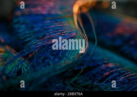 Beautiful and colorful peacock bird feathers seamless lines abstract pattern texture design natural background. Glowing warm bokeh blur light effect. Stock Photo