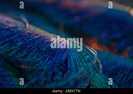 Beautiful and colorful peacock bird feathers seamless lines abstract pattern texture design natural background. Glowing warm bokeh blur light effect. Stock Photo